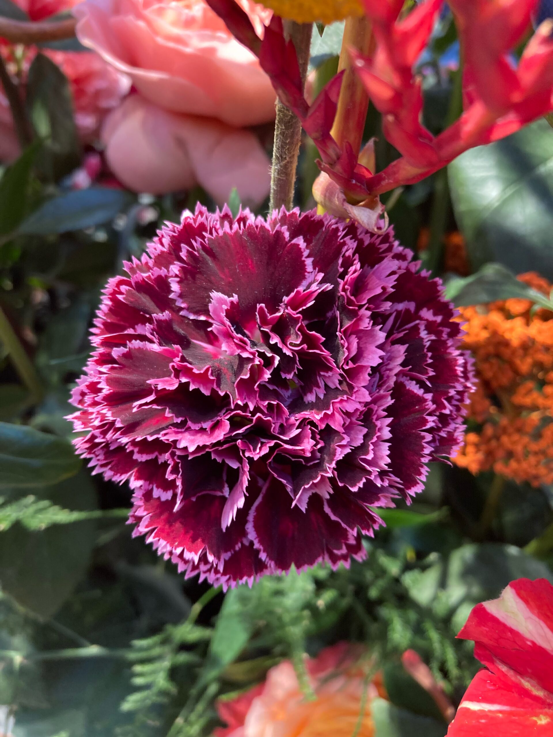 Dianthus
