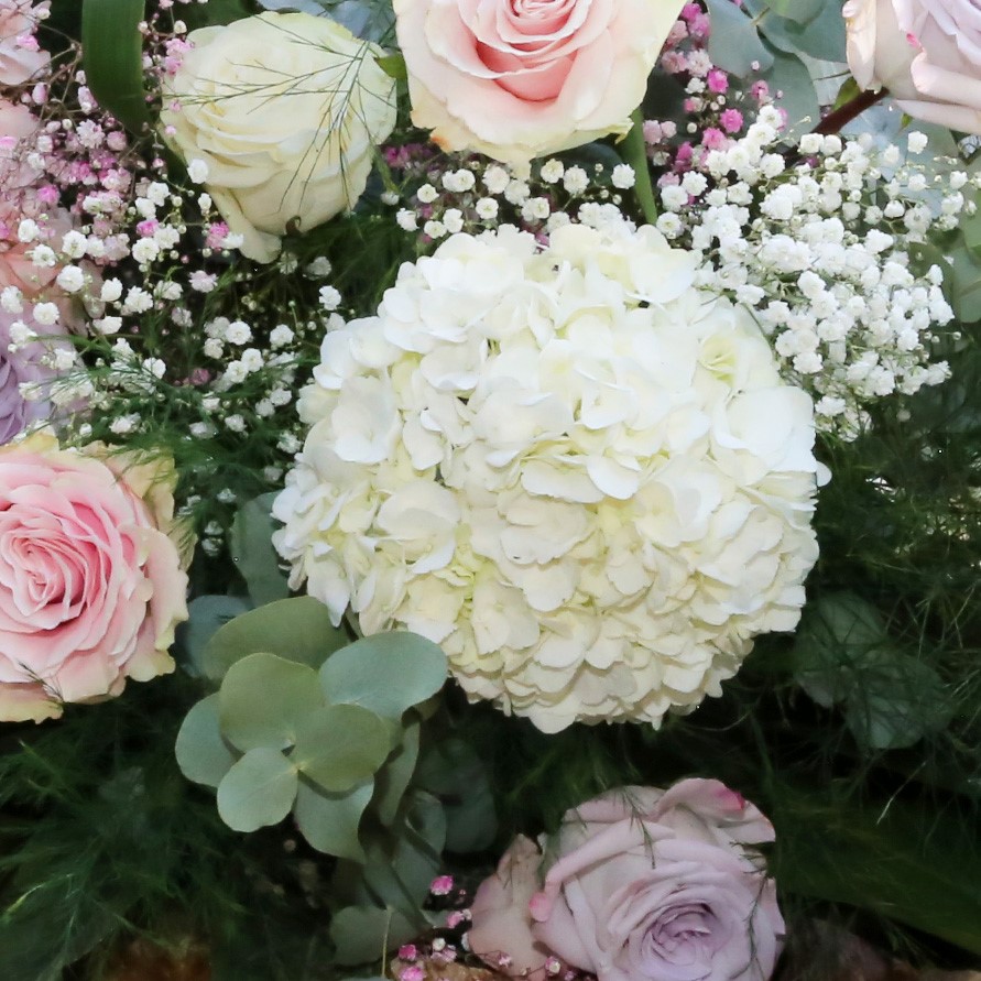 Hydrangea
