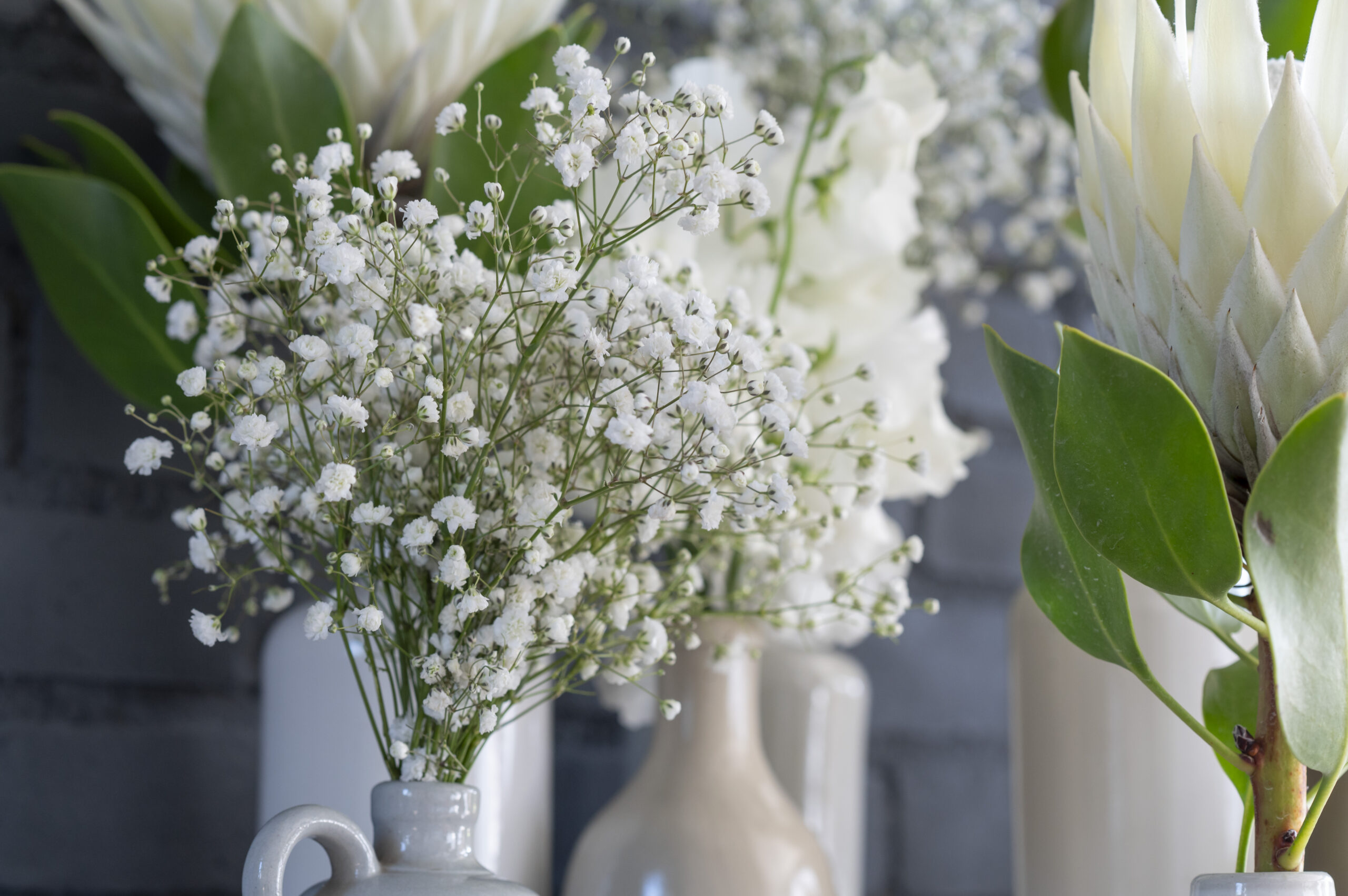Gypsophila