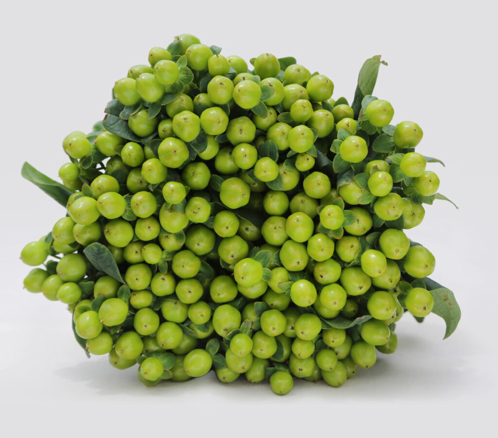 Hypericum lucky