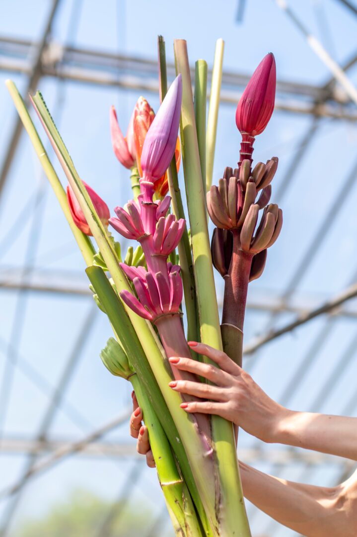 Tropical flowers