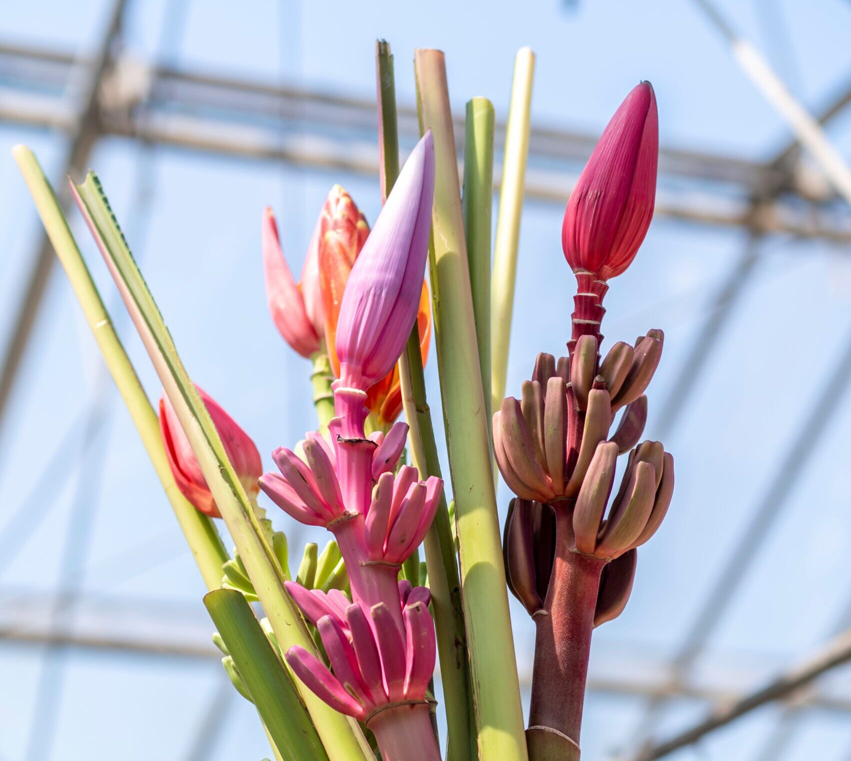Tropical flowers