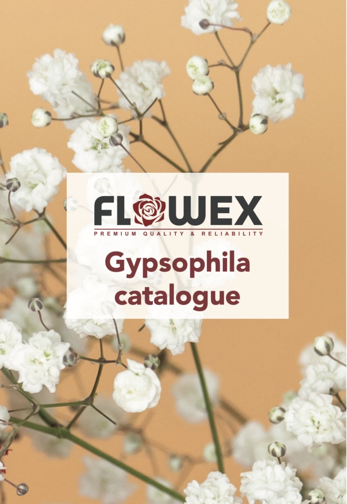 Flowex Gypsophila catalogus