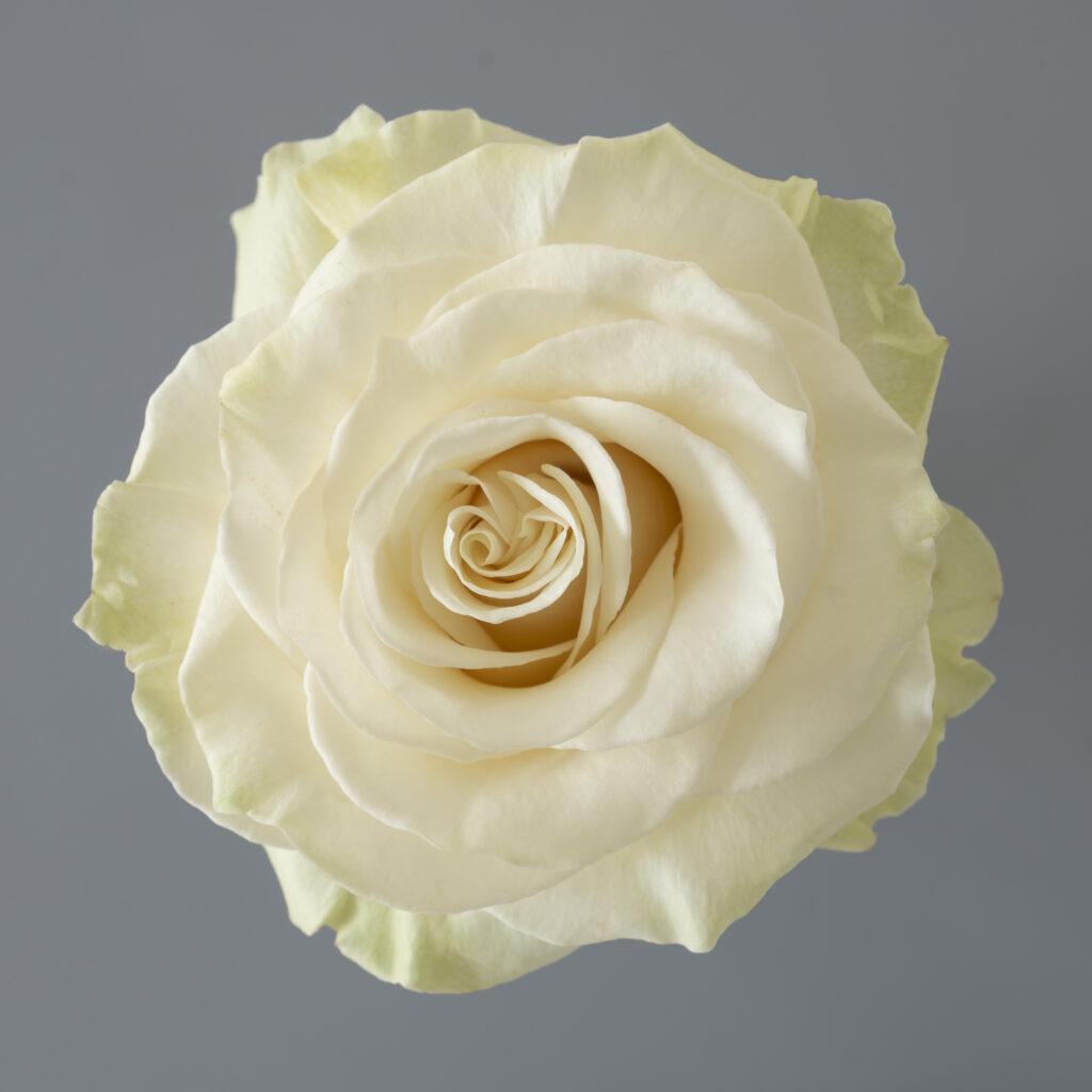 Mondial Ecuador roses