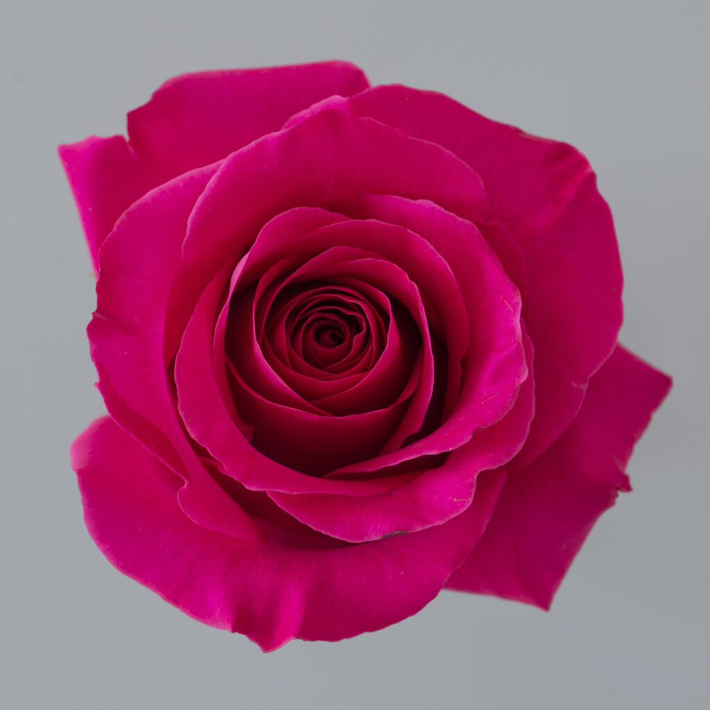 Pink Floyd Ecuador rose