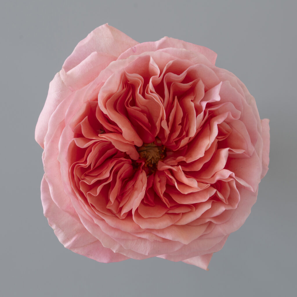 Ecuador rose Pink X-Pression