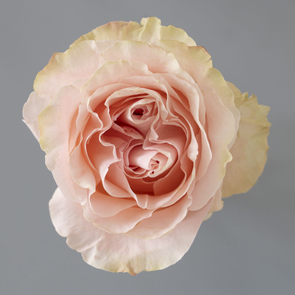 Princess Crown Ecuador rose