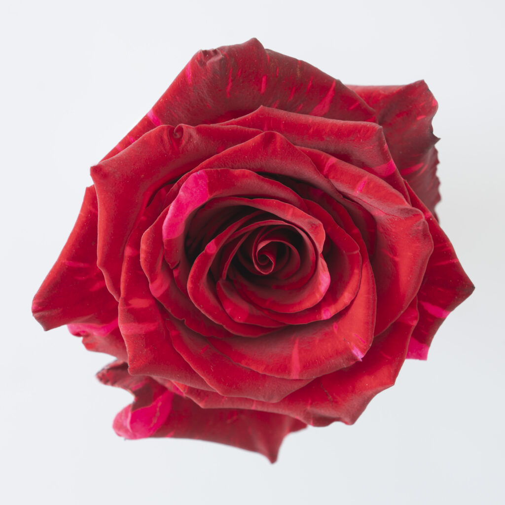 REd Panther rosa Ecuador