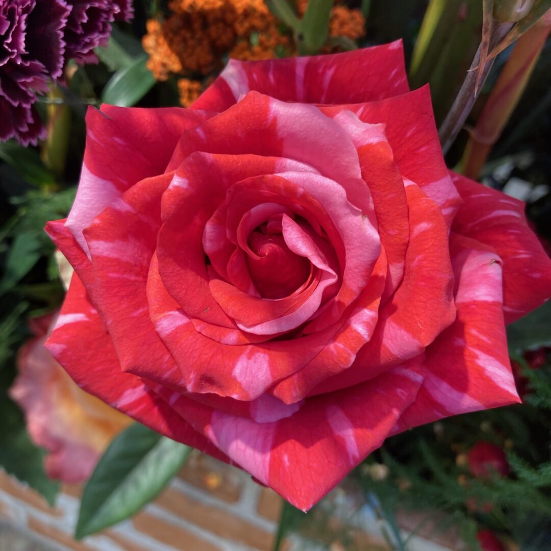 Pink Puma Ecuador rose